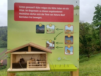 Interessante Fakten über Kühe