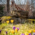 Giraffe with spring flowers Giraffe mit FrühlingsblumenGiraffe with spring flowers