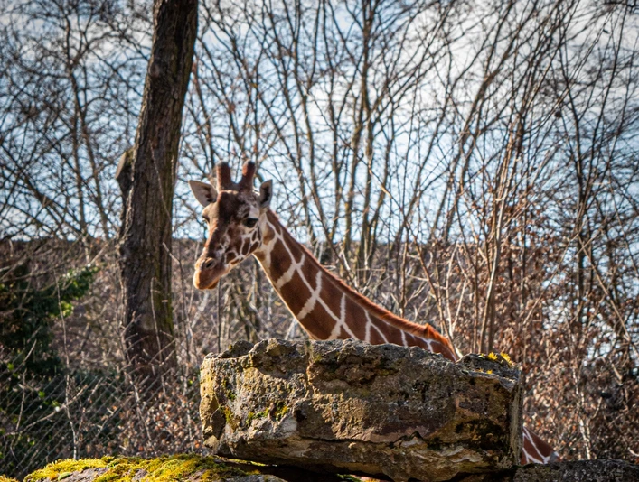 Giraffe with spring flowers Giraffe mit FrühlingsblumenGiraffe with spring flowers
