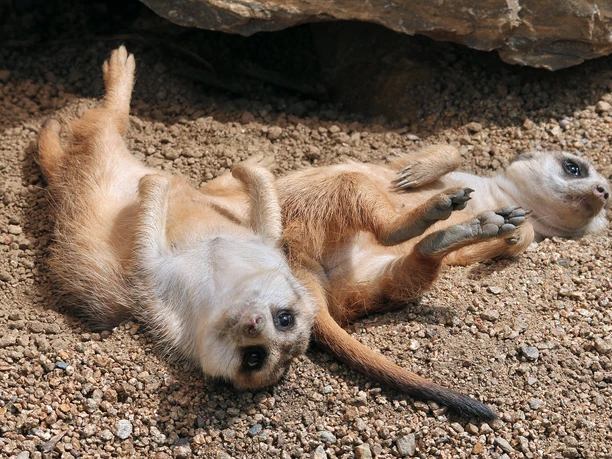 Erdmännchen Erdmännchen