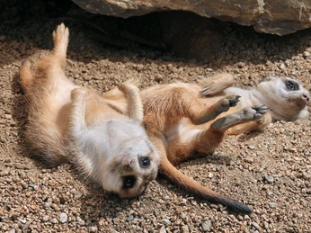 Meerkat ErdmännchenMeerkat