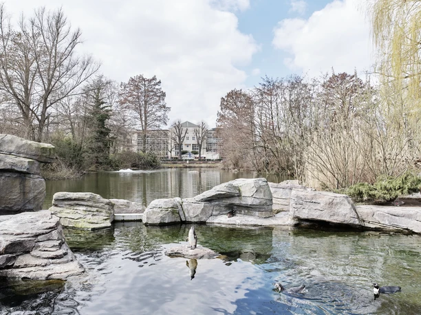 Penguin plant Penguin plant