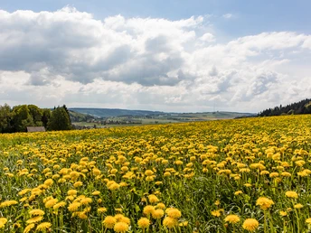 Frühlingswiese auf dem Butteberg