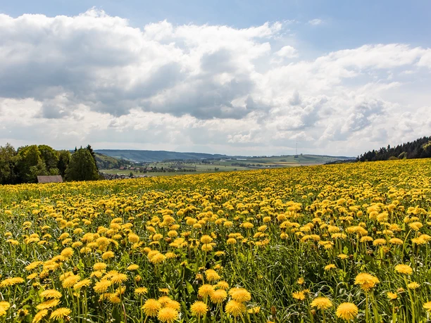 Frühlingswiese auf dem Butteberg