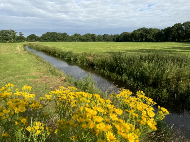 Blick auf einen Kanal vom Ostfriesland-Wanderweg aus, Abschnitt Gemeinde Rhauderfehn_IMG_9225.JPG Grüne Wiese mit einem schmalen Bach und gelben Wildblumen im Vordergrund unter bewölktem Himmel