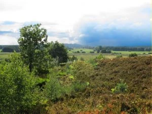 Die Heide Rethwiesenberg bei Elm