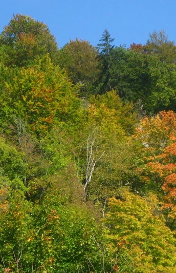 Ruine Gebrochen Gutenstein