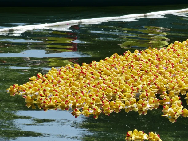 Entenrennen auf der Donau