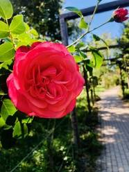 Rosenblüte am Rosenweg