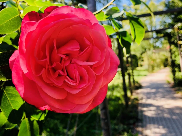 Rosenblüte am Rosenweg