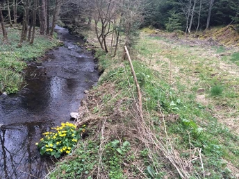 Idyllisch: Kübelbach bei Hallwangen