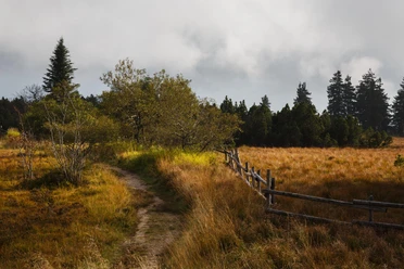 Grindefläche im Nationalpark Schwarzwald