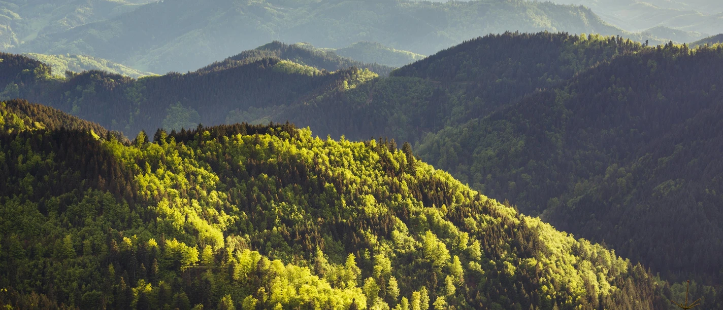 Blick über die Berge im Nationalpark Schwarzwald