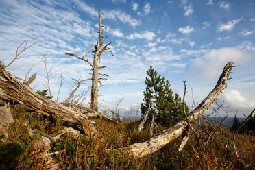Nationalpark Schwarzwald