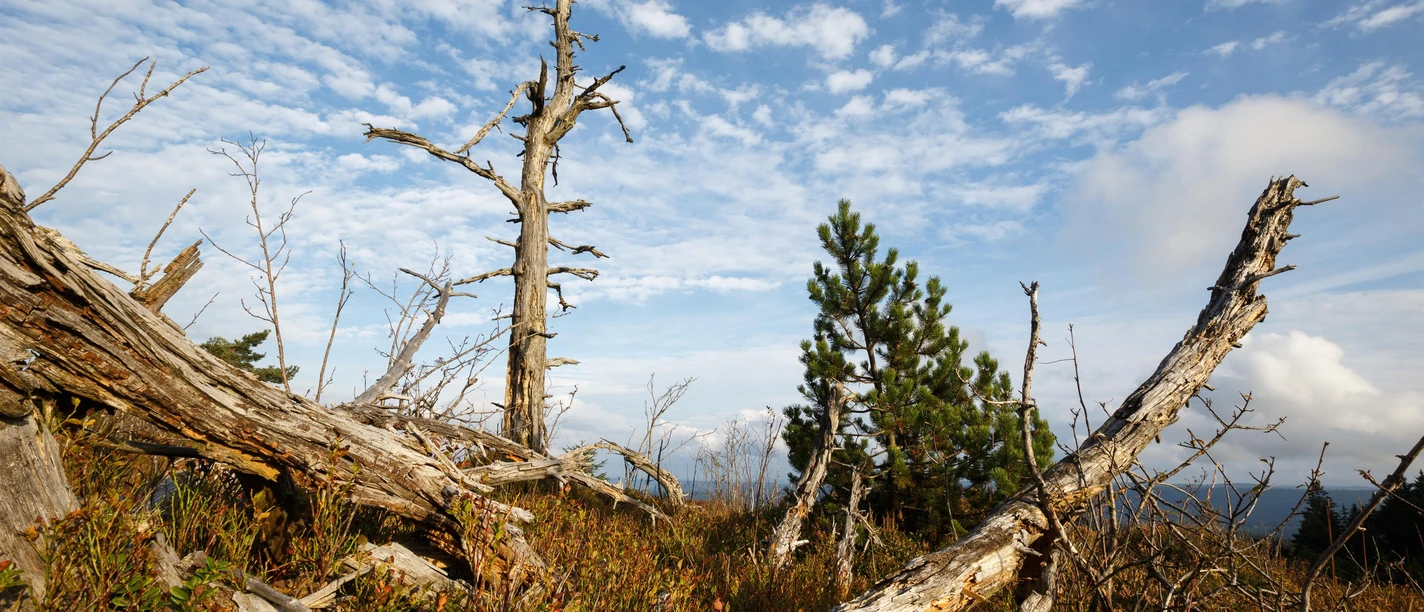 Nationalpark Schwarzwald
