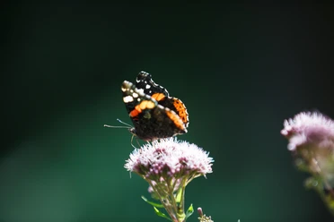 Schmetterling sitzt auf einer Pflanze