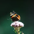 Schmetterling sitzt auf einer Pflanze