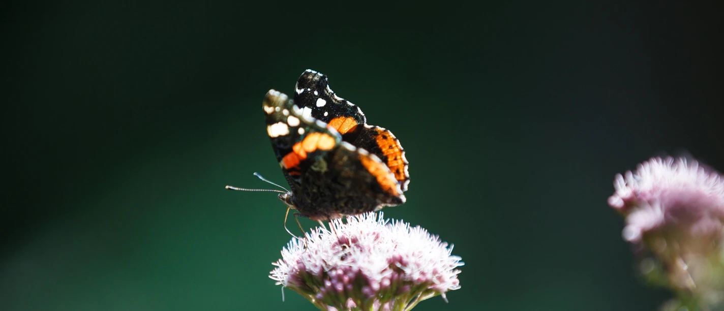 Schmetterling sitzt auf einer Pflanze