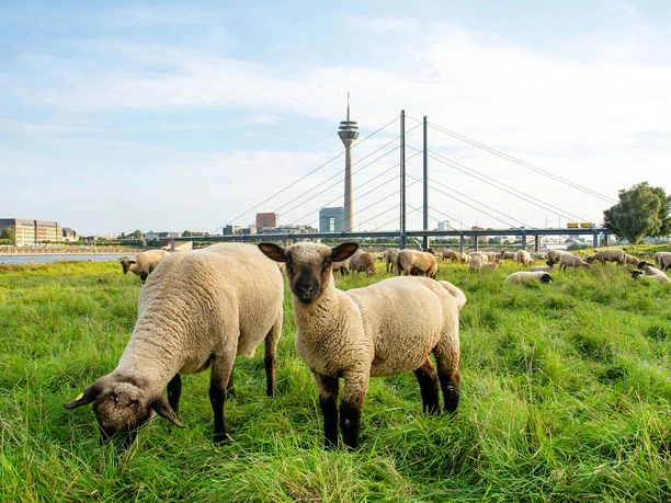 Schafe am Rhein