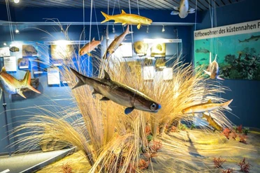 Naturzeitmuseum-Fische