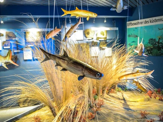 Naturzeitmuseum-Fische