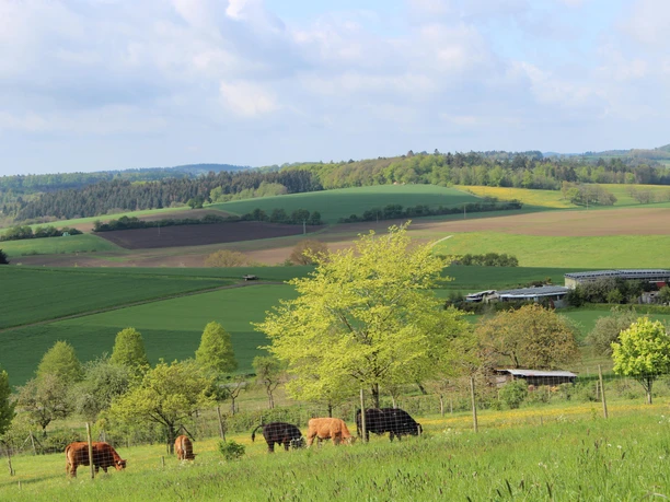 Ellscheid