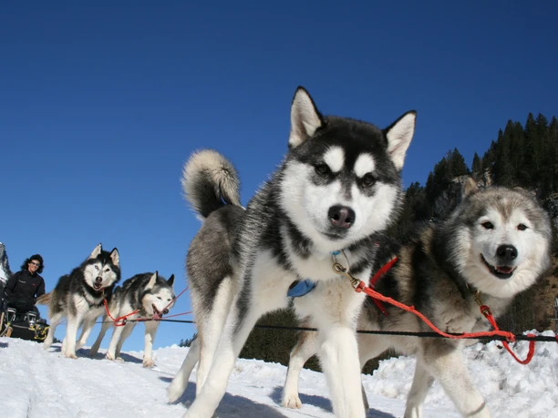 Husky_Erlebniswelt_Muotathal_C_EM_Web.jpg