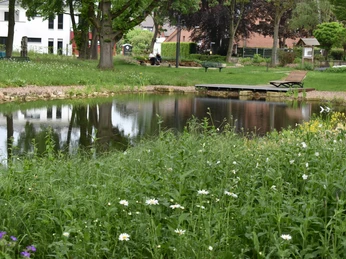 Ein kleiner Teich umgeben von grüner Wiese und Bäumen, mit einem Holzsteg und Parkbänken am Ufer.