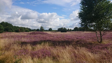 Pestruper Gräberfeld zur Heideblüte Pestruper Gräberfeld zur Heideblüte