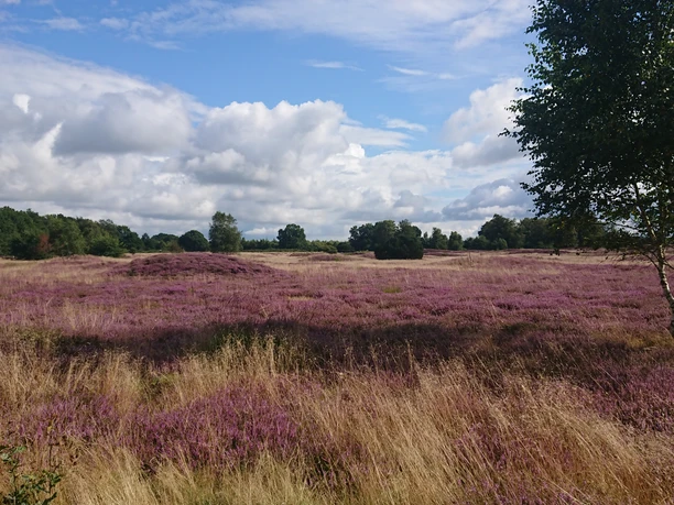 Pestruper Gräberfeld zur Heideblüte Pestruper Gräberfeld zur Heideblüte