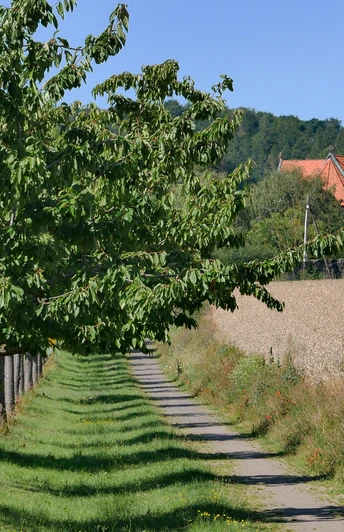 Hildesheim-Neuhof: Baum-Allee zum Kloster Marienrode. Kloster Marienrode