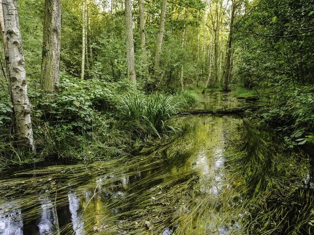Eschede Lutter Endeholz