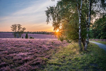Fassberg Oberoher Heide
