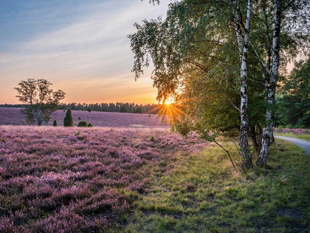Fassberg Oberoher Heide