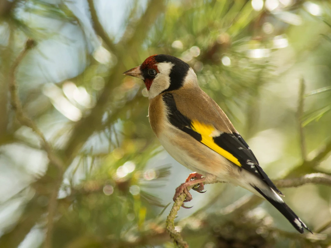 Stieglitz Distelfink