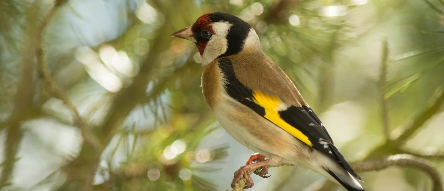 Stieglitz Distelfink