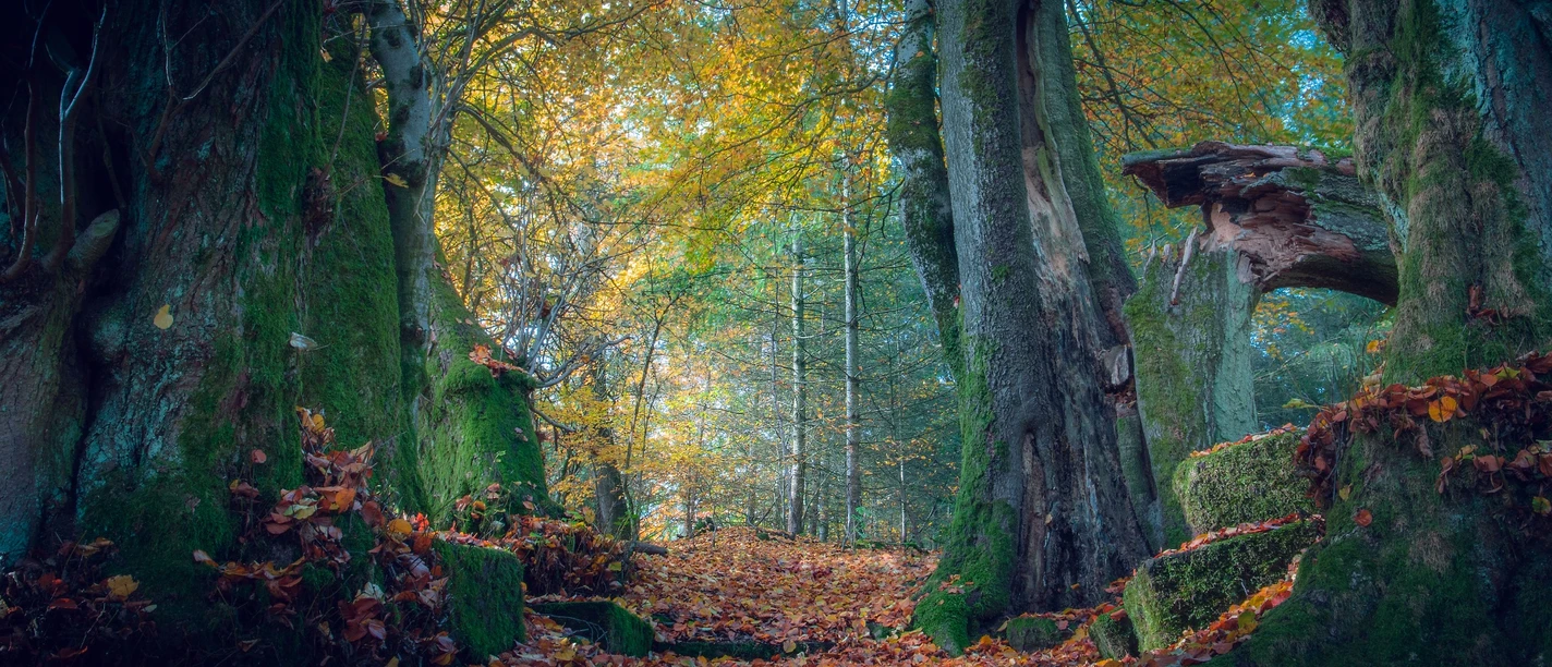 Mystische Wege und Wälder rund um Bad Zwesten