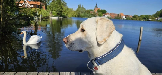 Hund mit Schwan am Schulsee.jpg
