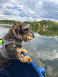 Hund am See.jpg