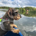 Hund am See.jpg