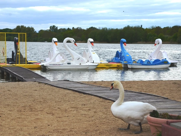 Tretboote in Schwanenform am Salzgittersee