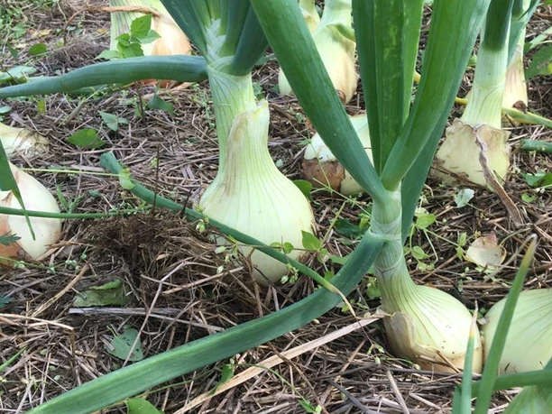 Lauch auf dem Feld, Gut Hixholz Frisch gewachsener Lauch auf einem Feld in Velbert, umgeben von Stroh und grünen Blättern.