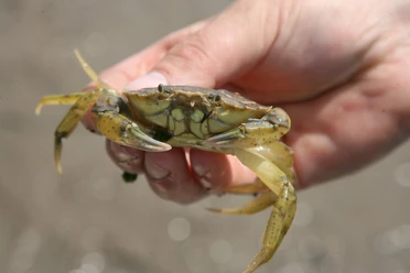 Strandkrabbe in der Hand.jpg