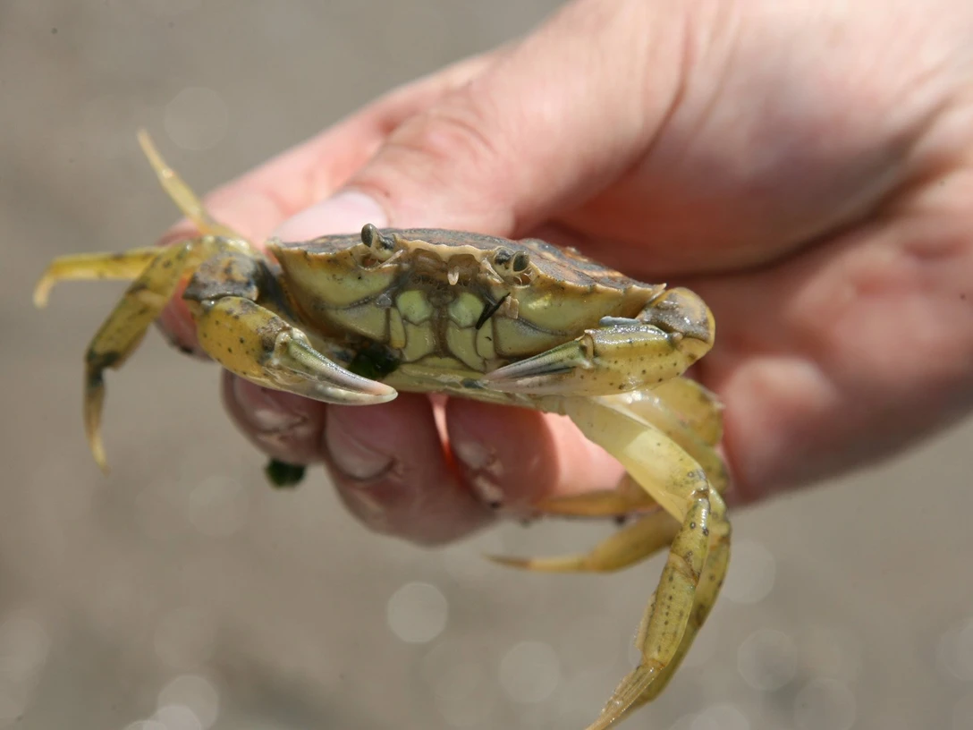 Strandkrabbe in der Hand.jpg