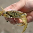 Strandkrabbe in der Hand.jpg