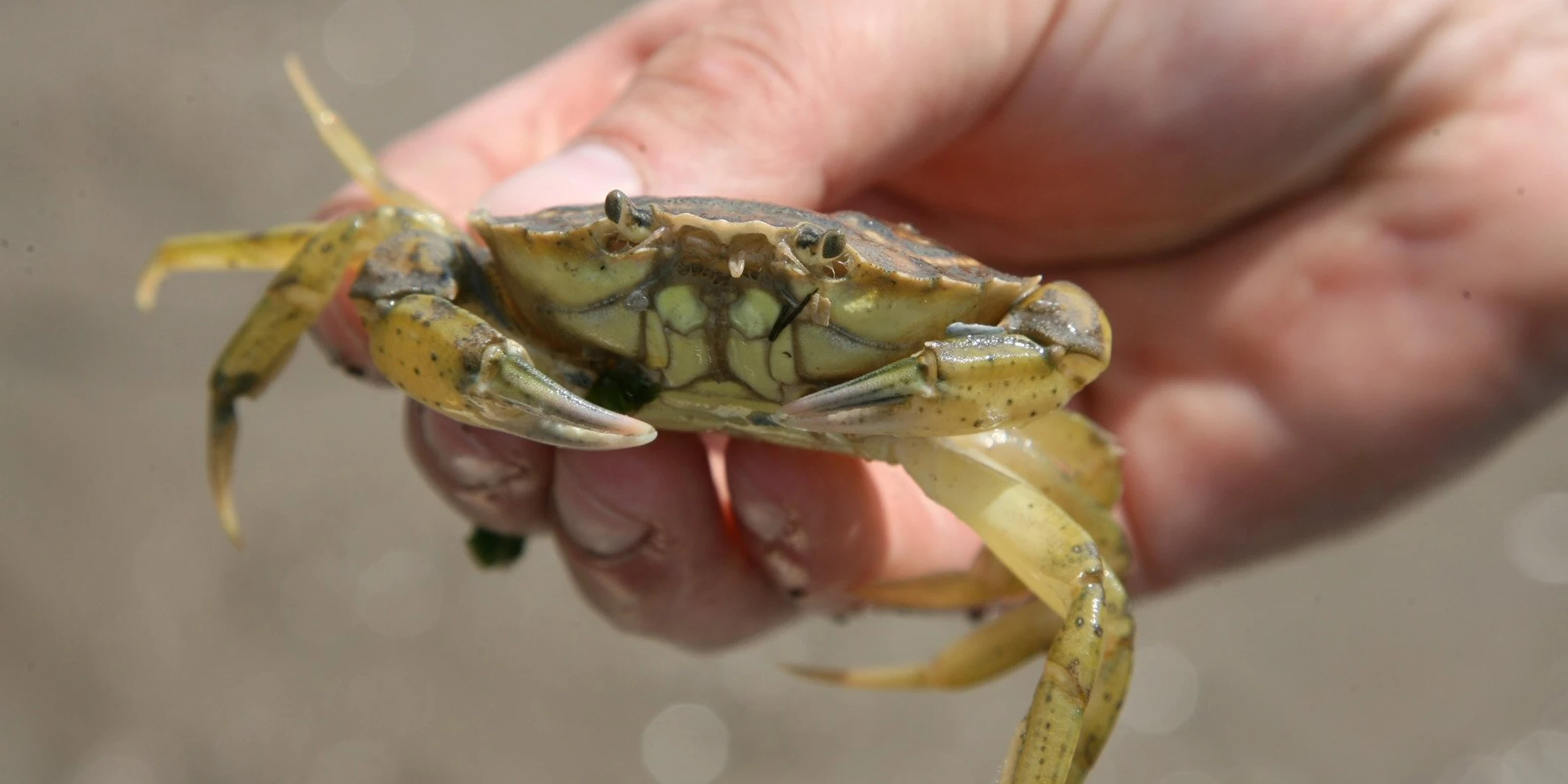 Strandkrabbe in der Hand.jpg
