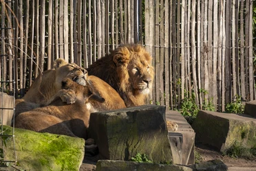 Cologne Zoo Two resting lions, surrounded by rocks and a wooden fence at Cologne Zoo.