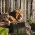 Kölner Zoo Zwei ruhende Löwen, umgeben von Felsen und einem hölzernen Zaun im Kölner Zoo.Two resting lions, surrounded by rocks and a wooden fence at Cologne Zoo.