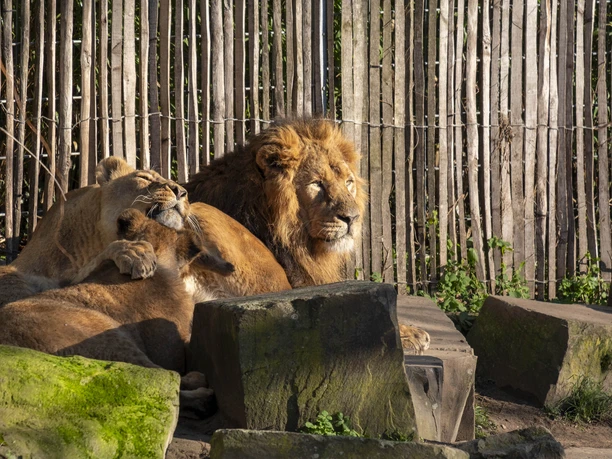 Kölner Zoo Zwei ruhende Löwen, umgeben von Felsen und einem hölzernen Zaun im Kölner Zoo.