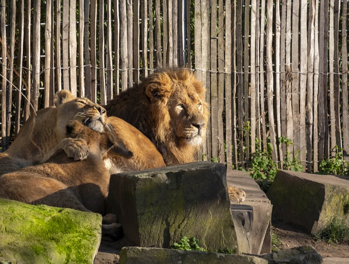 Kölner Zoo Zwei ruhende Löwen, umgeben von Felsen und einem hölzernen Zaun im Kölner Zoo.Two resting lions, surrounded by rocks and a wooden fence at Cologne Zoo.